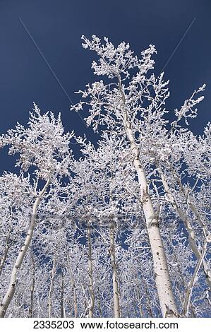 Frosted white birch trees and deep blue sky; Calgary, Alberta, Canada View Large Photo Image Stock Image - Frosted white birch trees and deep blue sky; Calgary, Alberta, Canada. Fotosearch