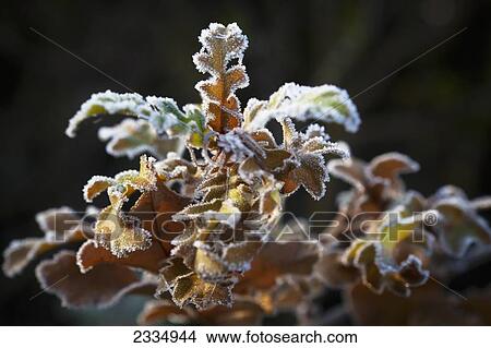 Frosty leaves on a tree branch; London, England View Large Photo Image Picture - Frosty leaves on a tree branch; London, England. Fotosearch