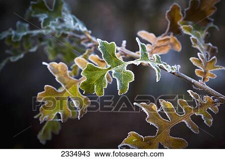 Stock Image - Frosty leaves on a tree branch; London, England. Fotosearch