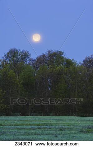 Full moon at dawn; Ohio, United States of America View Large Photo Image Stock Image - Full moon at dawn; Ohio, United States of America. Fotosearch