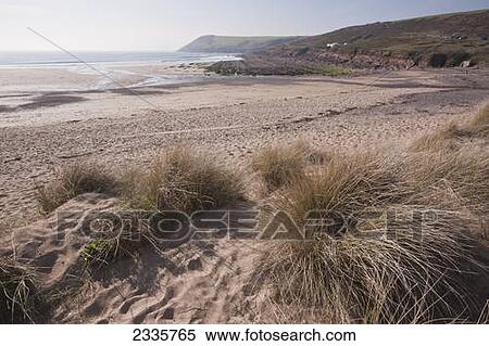Stock Photography - Grasses grow in the sand on a beach along the coast. Fotosearch