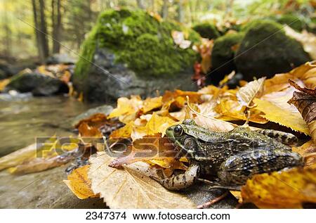 Picture - Green Frog (Rana Clamitans melanota) camouflaged in the autumn coloured leaves; Grenville, Quebec, Canada. Fotosearch