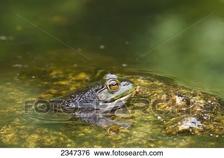 Stock Photograph - Green Frog (Rana Clamitans melanota), Gatineau Park; Quebec, Canada. Fotosearch