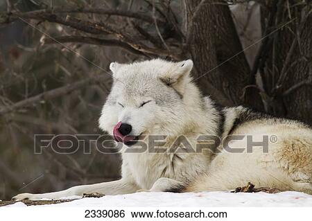 Stock Photograph - Grey wolf (Canis lupus) in captivity, Ecomuseum; Ste-Anne-de-Bellevue, Quebec, Canada. Fotosearch
