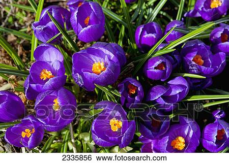 High angle view of blossoming purple crocuses View Large Photo Image Stock Photograph - High angle view of blossoming purple crocuses. Fotosearch