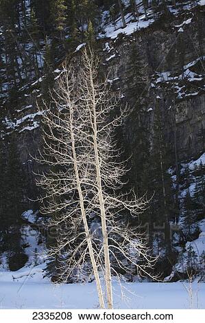 Highlighted leafless white birch tree with mountain cliff and snow in the background; Bragg Creek, Alberta, Canada View Large Photo Image Stock Photo - Highlighted leafless white birch tree with mountain cliff and snow in the background; Bragg Creek, Alberta, Canada. Fotosearch