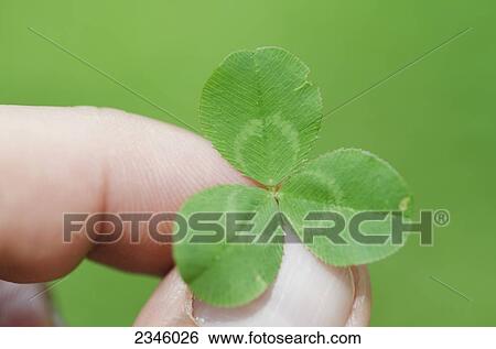 Holding a shamrock; Locarno, Ticino, Switzerland View Large Photo Image Stock Photograph - Holding a shamrock; Locarno, Ticino, Switzerland. Fotosearch