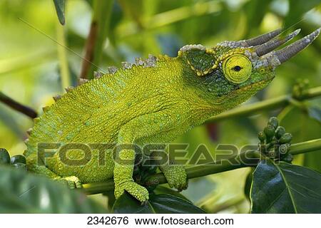 Jackson chameleon (Trioceros jacksonii) hides in the coffee trees; Holualoa, Big Island, Hawaii, United States of America View Large Photo Image Stock Photograph - Jackson chameleon (Trioceros jacksonii) hides in the coffee trees; Holualoa, Big Island, Hawaii, United States of America. Fotosearch