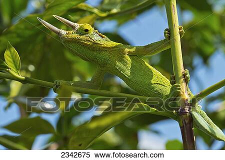 Jackson chameleon (Trioceros jacksonii) hides in the coffee trees; Holualoa, Big Island, Hawaii, United States of America View Large Photo Image Stock Photography - Jackson chameleon (Trioceros jacksonii) hides in the coffee trees; Holualoa, Big Island, Hawaii, United States of America. Fotosearch