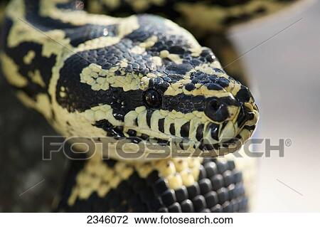 Jungle carpet python (Morelia spilota cheynei); California, United States of America View Large Photo Image Stock Image - Jungle carpet python (Morelia spilota cheynei); California, United States of America. Fotosearch