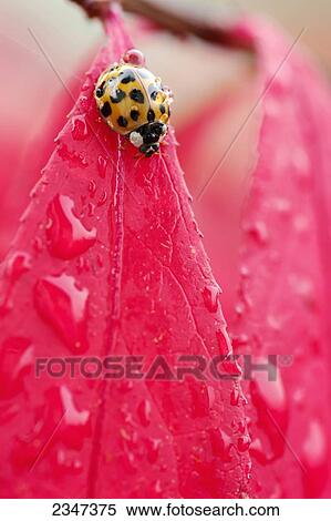 Stock Photography - Ladybug on a red leaf; Les Cedres, Quebec, Canada. Fotosearch