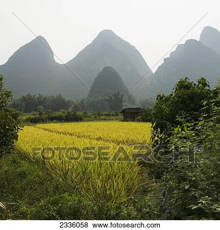 Landscape of peaked mountains and a yellow crop in a field View Large Photo Image Stock Photo - Landscape of peaked mountains and a yellow crop in a field. Fotosearch