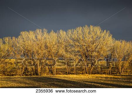 Late evening golden light shines on leafless cottonwood trees with dark storm clouds in the background at Black Mesa State Park; Oklahoma, United States of America View Large Photo Image Stock Photograph - Late evening golden light shines on leafless cottonwood trees with dark storm clouds in the background at Black Mesa State Park; Oklahoma, United States of America. Fotosearch
