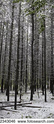 Stock Photograph - Late spring snowfall in a forest; Ville de Lac Brome, Quebec, Canada. Fotosearch