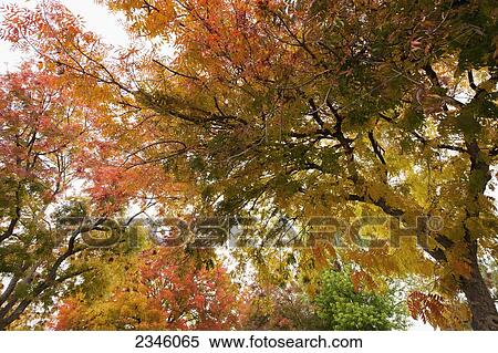 Leaves of trees changing colors with the change of seasons from summer to fall; California, United States of America View Large Photo Image Stock Photography - Leaves of trees changing colors with the change of seasons from summer to fall; California, United States of America. Fotosearch