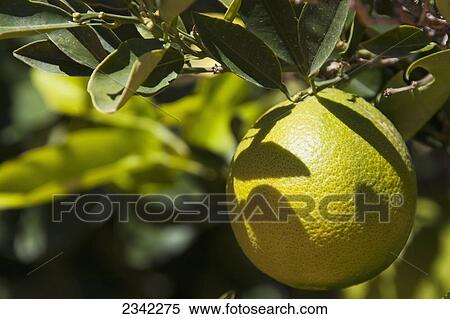 Stock Photography - Lemon growing on a tree with leaf shadows; Klein-Aus Vista, Namibia. Fotosearch