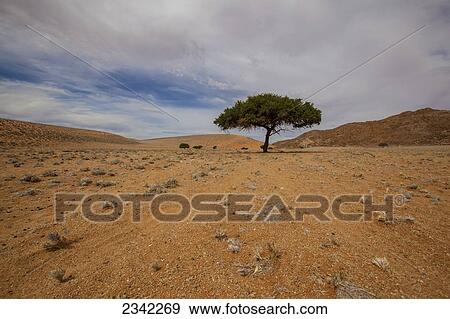 Stock Photo - Lone tree in the desert; Klein-Aus Vista, Namibia. Fotosearch