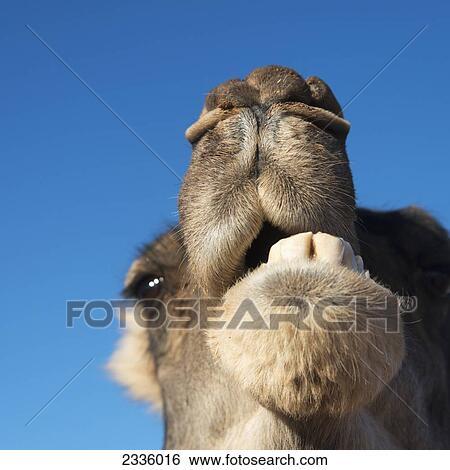 Low angle view of a camel's head against a blue sky with it's mouth open to show it's teeth View Large Photo Image Stock Photograph - Low angle view of a camel's head against a blue sky with it's mouth open to show it's teeth. Fotosearch