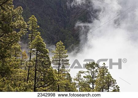 Low lying cloud around trees in a forest, Caldera de Taburiente National Park; Canary Islands, Spain View Large Photo Image Stock Photo - Low lying cloud around trees in a forest, Caldera de Taburiente National Park; Canary Islands, Spain. Fotosearch