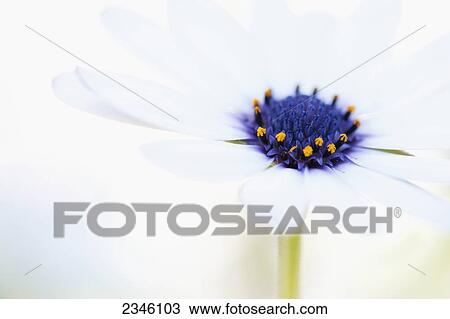 Macro shot of a white daisy with a purple and yellow center against an out-of-focus white background; California, United States of America View Large Photo Image Stock Image - Macro shot of a white daisy with a purple and yellow center against an out-of-focus white background; California, United States of America. Fotosearch