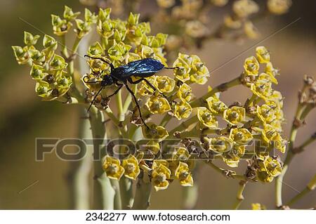 Metallic blue burnet; Klein-Aus Vista, Namibia View Large Photo Image Stock Photo - Metallic blue burnet; Klein-Aus Vista, Namibia. Fotosearch