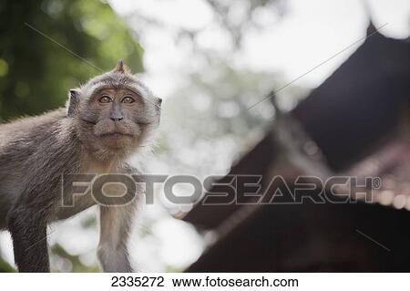 Stock Image - Mischevious macaques monkeys in the Sangeh Secret Monkey Forest Sanctuary; Badung, Bali, Indonesia. Fotosearch