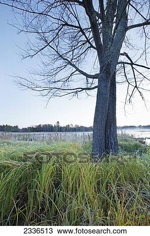 Mist rising over a large pond, near Belfast; Maine, United States of America View Large Photo Image Stock Image - Mist rising over a large pond, near Belfast; Maine, United States of America. Fotosearch
