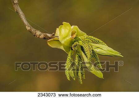 Stock Image - New leaves growing on a hickory tree in springtime; Ohio, United States of America. Fotosearch