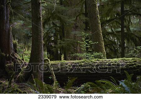 Stock Photo - Old growth forest; British Columbia, Canada. Fotosearch