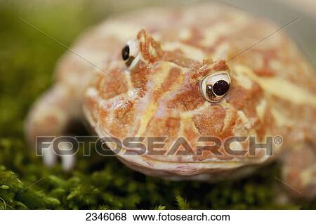 Stock Photo - Ornate Horned Frog (Ceratophrys ornata); California, United States of America. Fotosearch