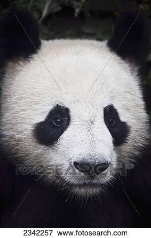 Panda (Ailuropoda melanoleuca); China View Large Photo Image Stock Photo - Panda (Ailuropoda melanoleuca); China. Fotosearch