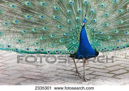 Stock Image - Peacock at Royal Alcazar gardens; Seville, Andalucia, Spain. Fotosearch