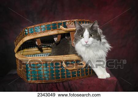 Stock Photo - Portrait of a cat in a basket; St. Albert, Alberta, Canada. Fotosearch