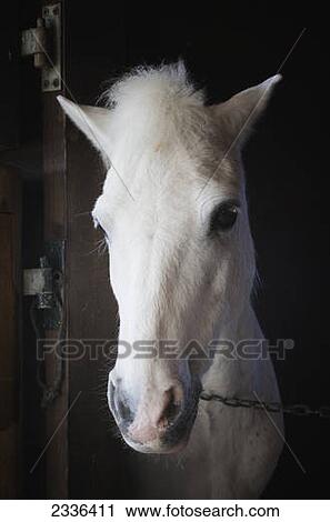 Portrait of a white horse; Mijas, Malaga Province, Costa del Sol, Spain View Large Photo Image Stock Image - Portrait of a white horse; Mijas, Malaga Province, Costa del Sol, Spain. Fotosearch