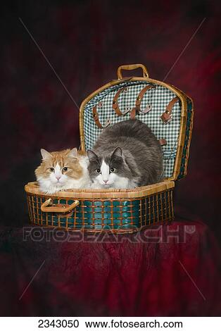 Stock Image - Portrait of two cats in a basket; St. Albert, Alberta, Canada. Fotosearch