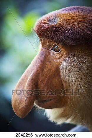 Stock Photograph - Proboscis monkey (Nasalis larvatus); Borneo. Fotosearch