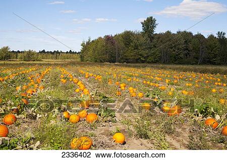Pumpkins in a field; Granby, Quebec, Canada View Large Photo Image Stock Image - Pumpkins in a field; Granby, Quebec, Canada. Fotosearch