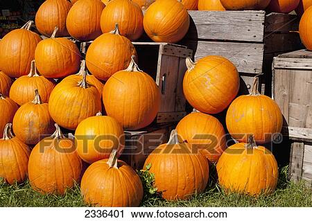 Stock Image - Pumpkins in a pile; Granby, Quebec, Canada. Fotosearch