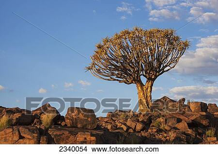 Picture - Quiver tree and rock in warm orange sunlight; Namibia. Fotosearch