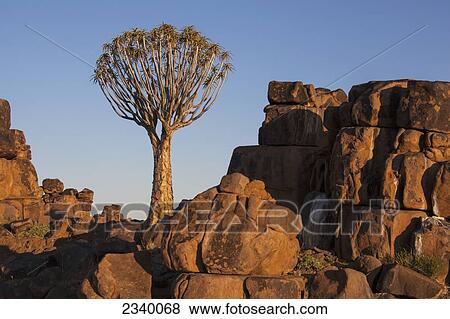 Quiver tree and rock wall at sunset; Namibia View Large Photo Image Stock Photo - Quiver tree and rock wall at sunset; Namibia. Fotosearch