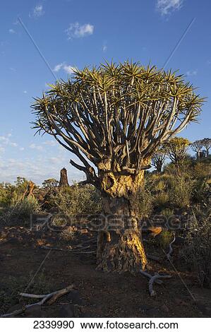 Quiver tree at sunrise; Namibia View Large Photo Image Stock Image - Quiver tree at sunrise; Namibia. Fotosearch