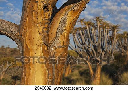 Quiver tree bole; Namibia View Large Photo Image Stock Image - Quiver tree bole; Namibia. Fotosearch