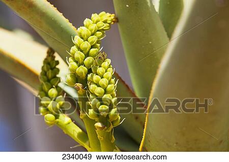 Quiver tree flower; Namibia View Large Photo Image Stock Photo - Quiver tree flower; Namibia. Fotosearch
