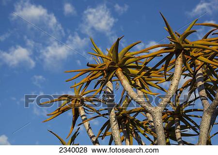 Quiver tree leaves with cirrocumulus floccus against a blue sky with clouds; Namibia View Large Photo Image Stock Photo - Quiver tree leaves with cirrocumulus floccus against a blue sky with clouds; Namibia. Fotosearch