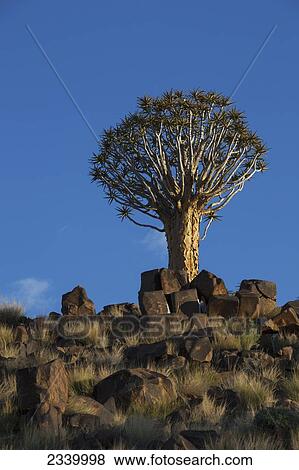 Quiver tree; Namibia View Large Photo Image Stock Photo - Quiver tree; Namibia. Fotosearch