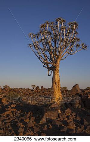 Stock Photograph - Quiver tree with glowing sunlight; Namibia. Fotosearch