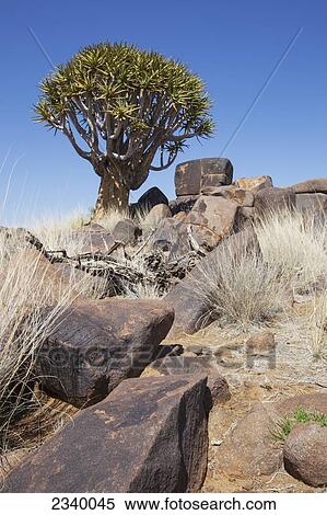 Stock Photography - Quiver tree with rocks; Namibia. Fotosearch