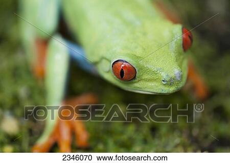 Red-eyed tree frog (Agalychnis callidryas); California, United States of America View Large Photo Image Stock Image - Red-eyed tree frog (Agalychnis callidryas); California, United States of America. Fotosearch