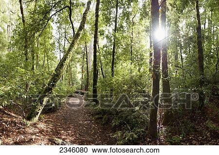 Stock Image - Redwood trees from the Big Basin Redwoods State Park off of a trail; Santa Cruz, California, United States of America. Fotosearch