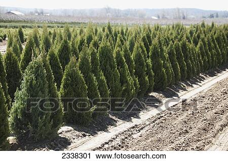Rows of cedar trees in a tree nursery; Vineland, Ontario, Canada View Large Photo Image Stock Image - Rows of cedar trees in a tree nursery; Vineland, Ontario, Canada. Fotosearch